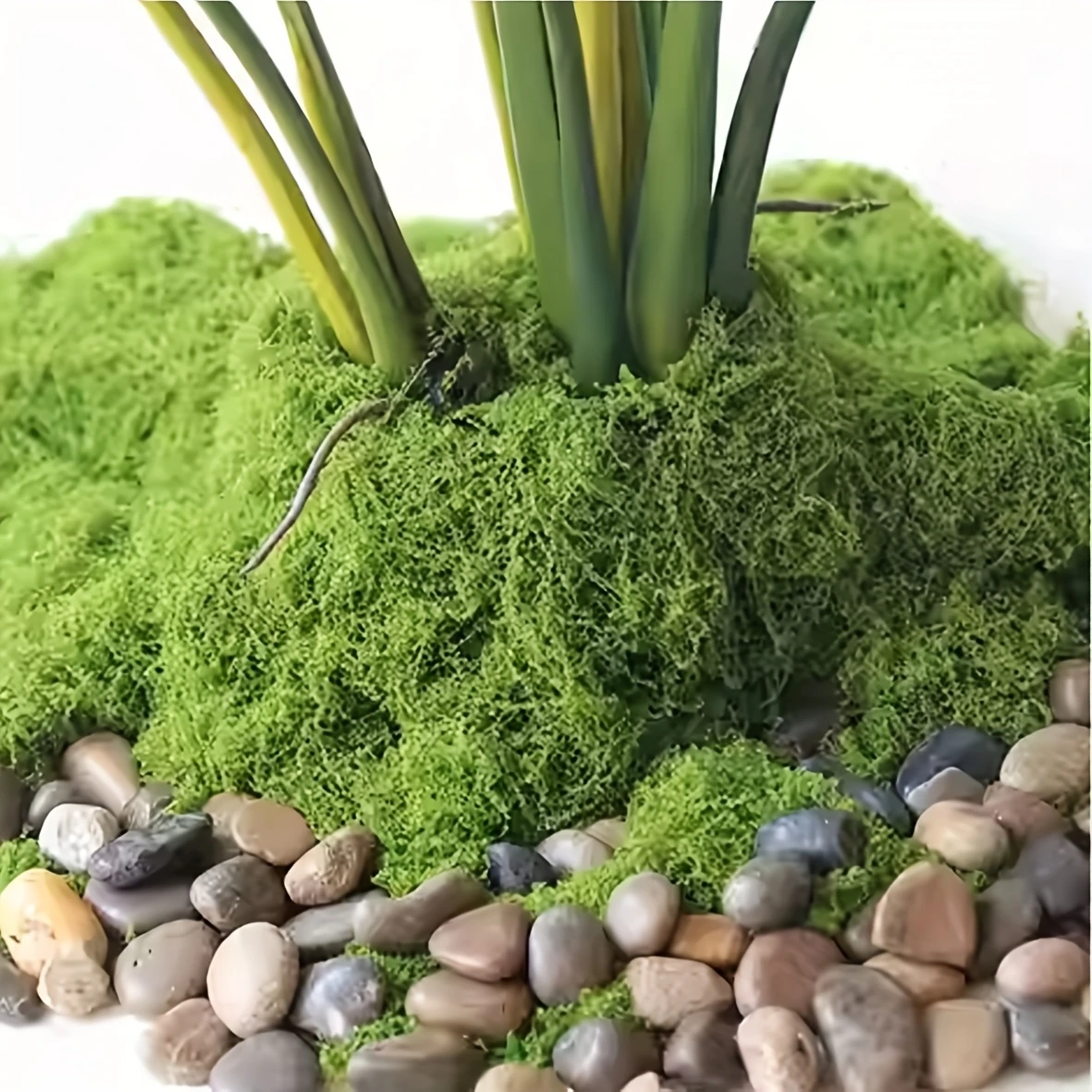50g Fake Moss DIY Crafts Grass - Sphagnum Moss Dry บทวิจารณ์และราคา