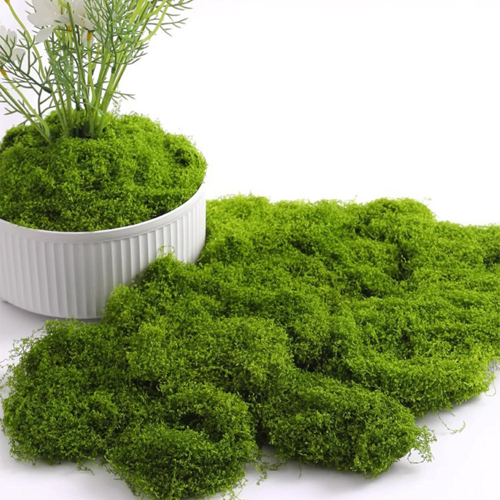 Eternal Life Moss DIY Crafts G - Sphagnum Moss Dry บทวิจารณ์และราคา
