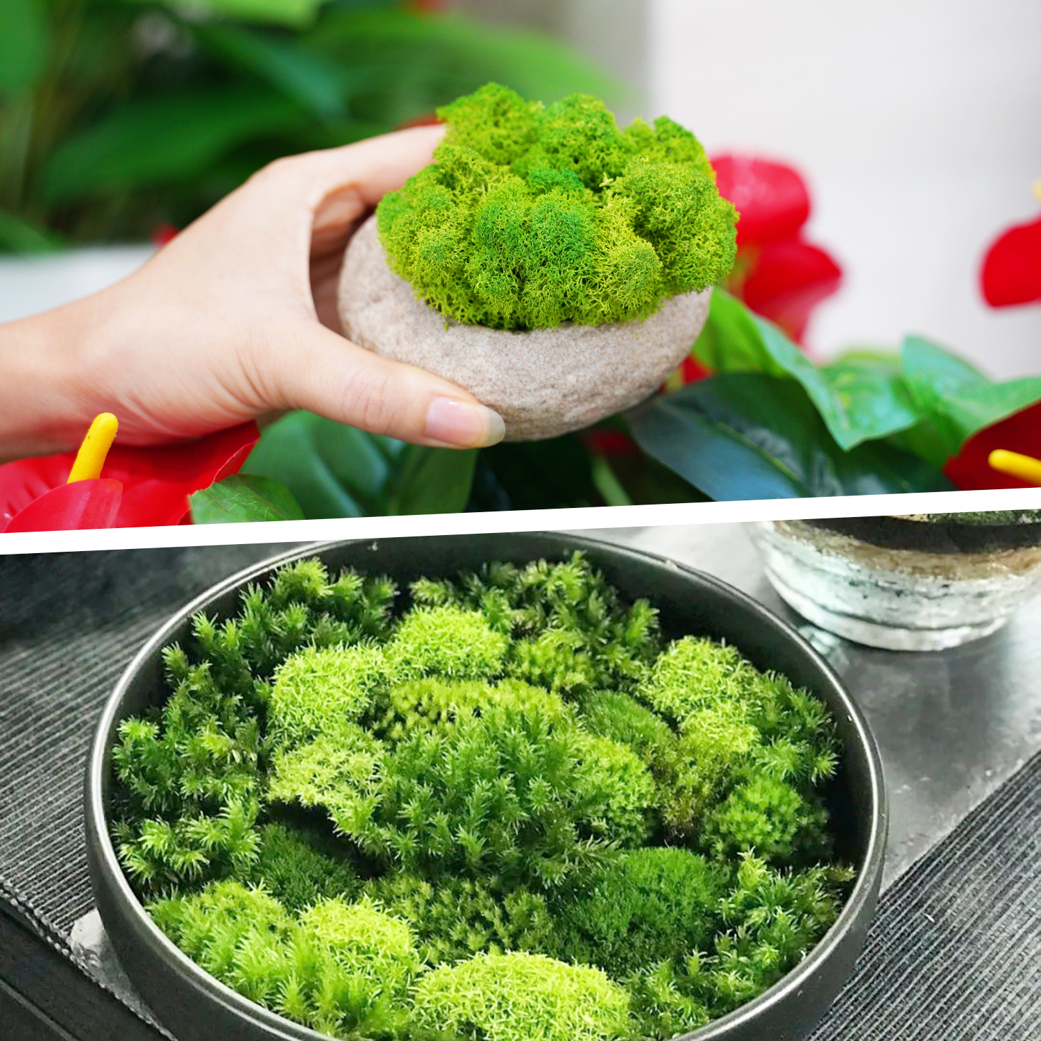 Artificial Green Plants Eterna - Sphagnum Moss Dry บทวิจารณ์และราคา