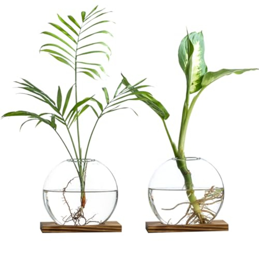 Glass Planter Propagation Stat - Propagation Station Vase บทวิจารณ์และราคา