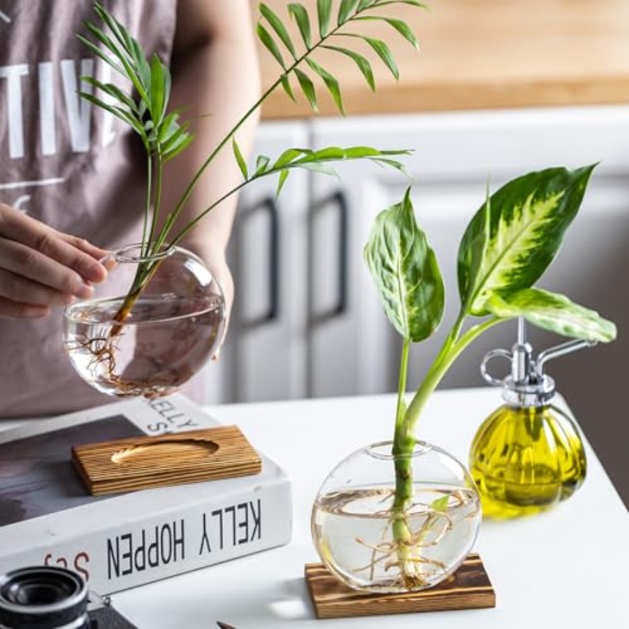 Glass Planter Propagation Stat - Propagation Station Vase บทวิจารณ์และราคา
