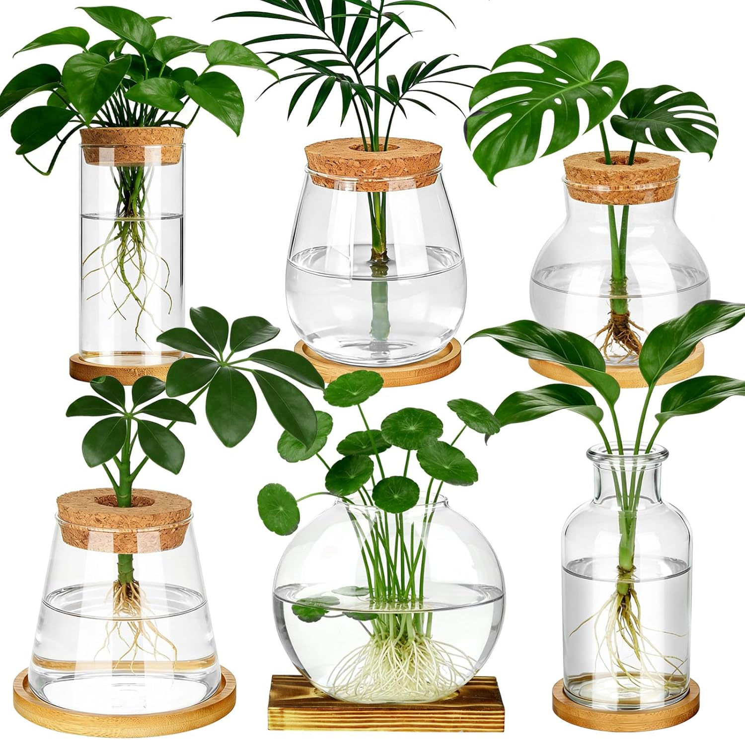 6 Pcs Plants Propagation Stati - Propagation Station Vase บทวิจารณ์และราคา