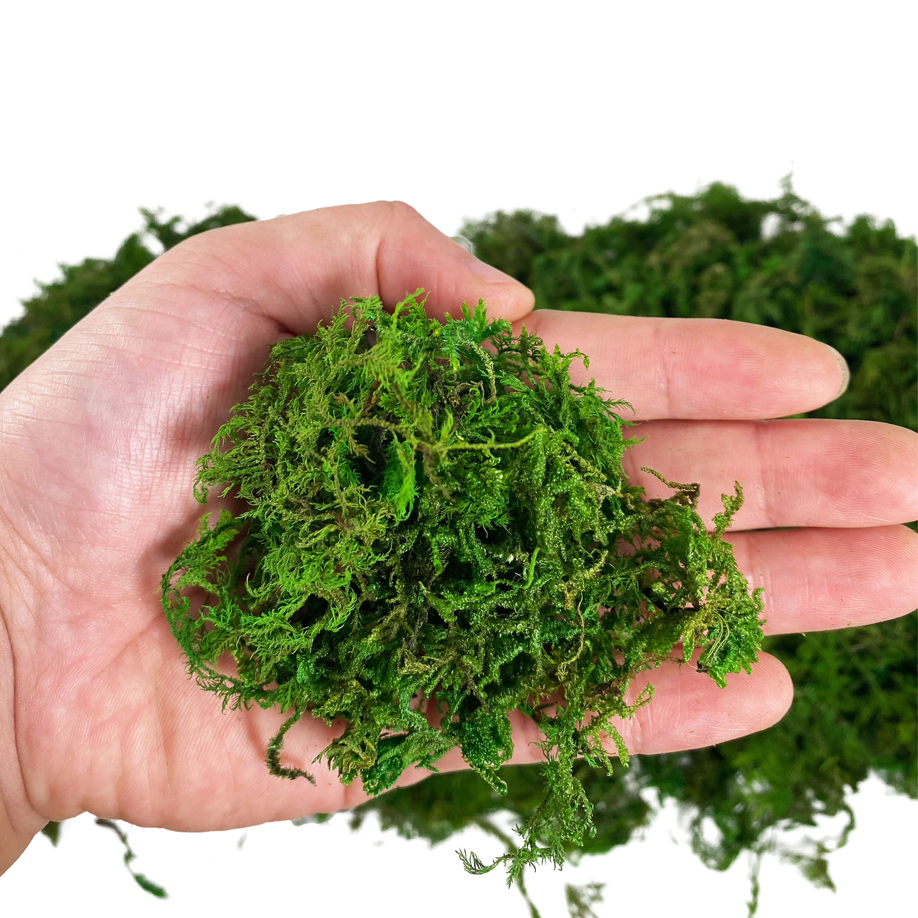 Artificial Fake Moss, Craft Mo - Sphagnum Moss Dry บทวิจารณ์และราคา