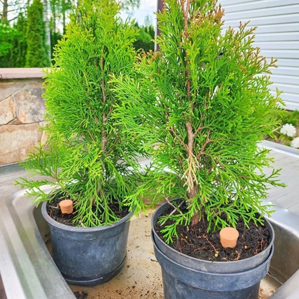 4Pcs Terracotta Material Autom - Self Watering Insert บทวิจารณ์และราคา