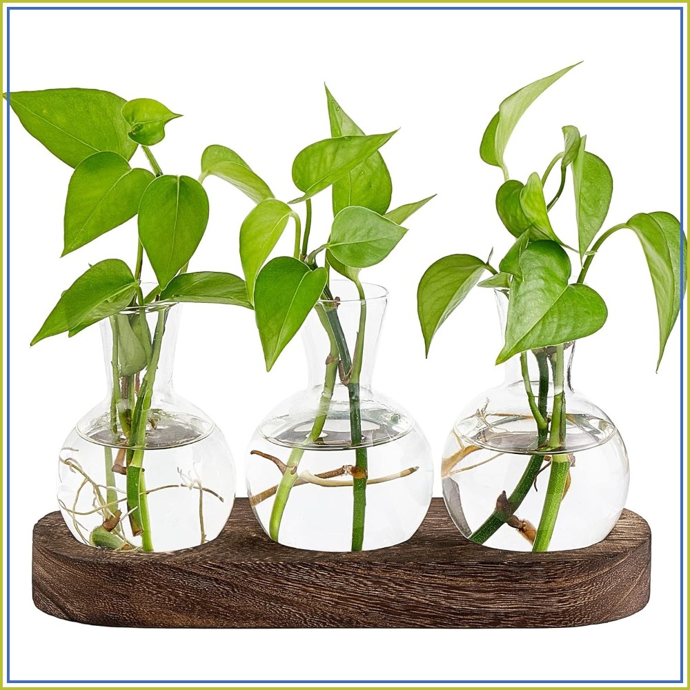 Desktop Plant Propagation Stat - Propagation Station Vase บทวิจารณ์และราคา
