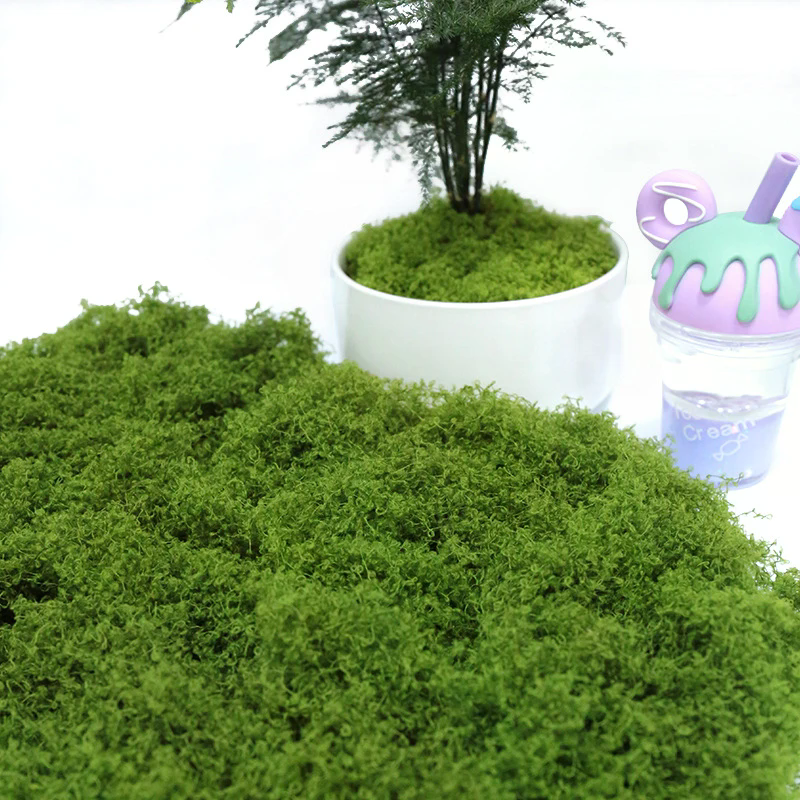 50g Fake Moss DIY Crafts Grass - Sphagnum Moss Dry บทวิจารณ์และราคา