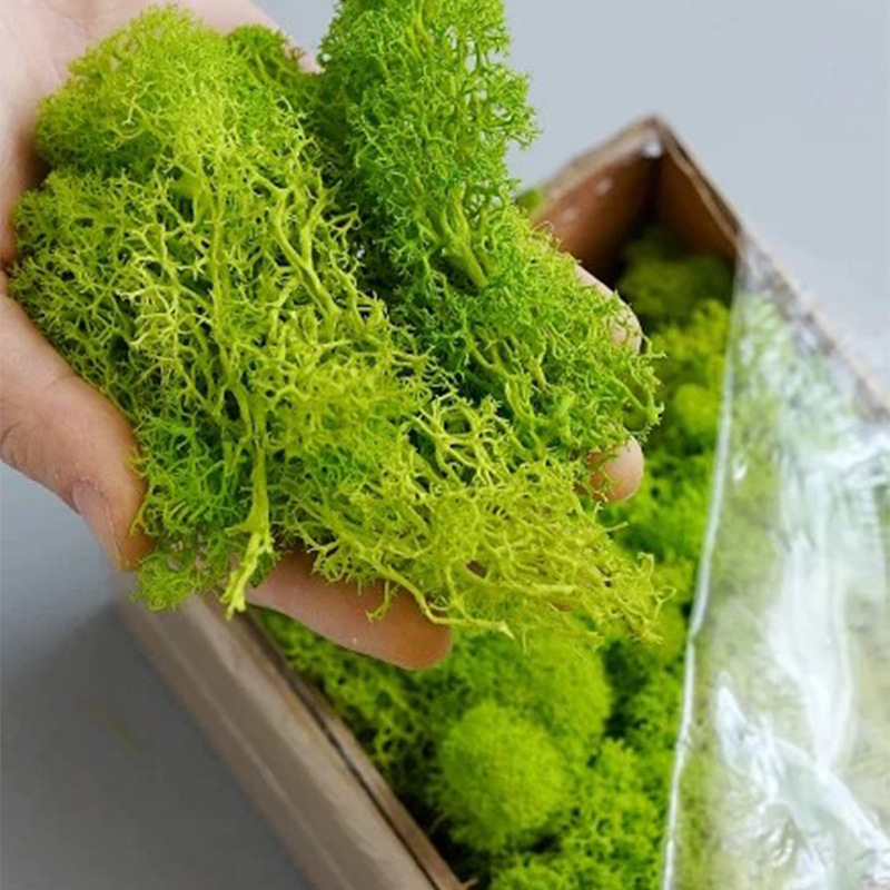 20/40/100g Eternal Life Moss D - Sphagnum Moss Dry บทวิจารณ์และราคา