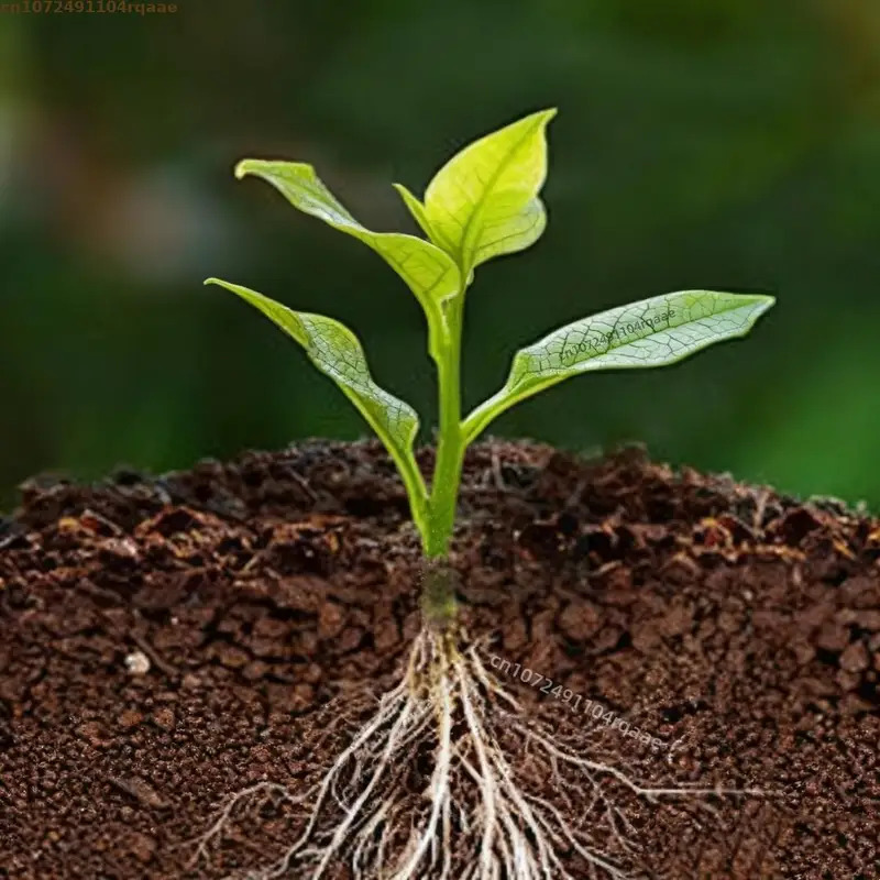 Plant Rooting Powder Indole Bu - Rooting Hormone Powder บทวิจารณ์และราคา