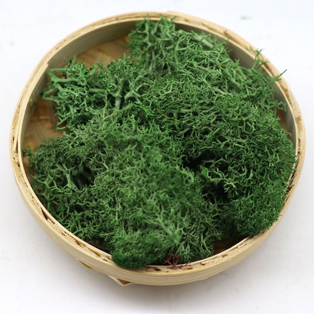 Wedding Accessories Wedding Fl - Sphagnum Moss Dry บทวิจารณ์และราคา