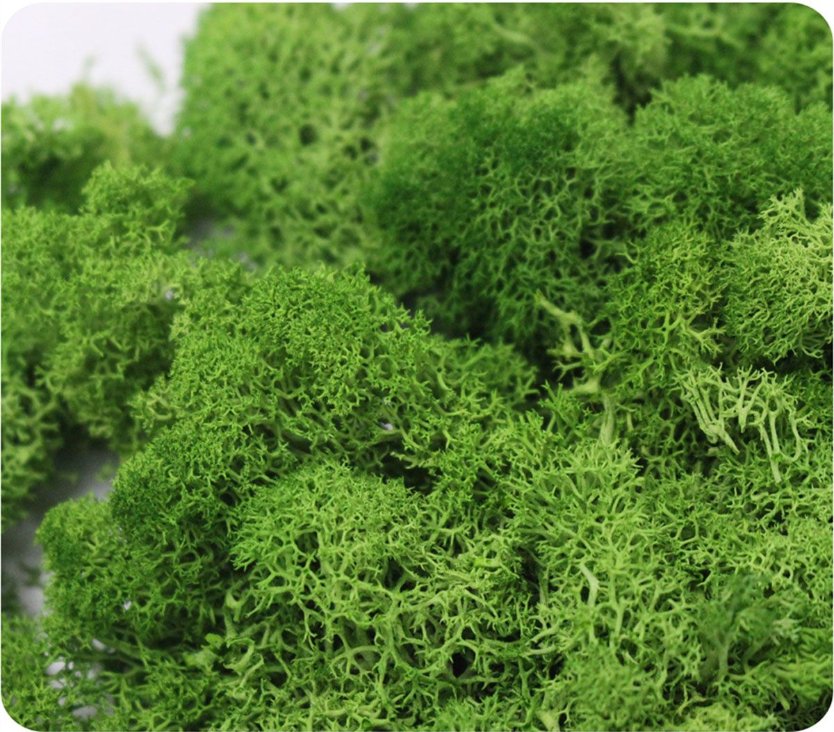 Wedding Accessories Wedding Fl - Sphagnum Moss Dry บทวิจารณ์และราคา