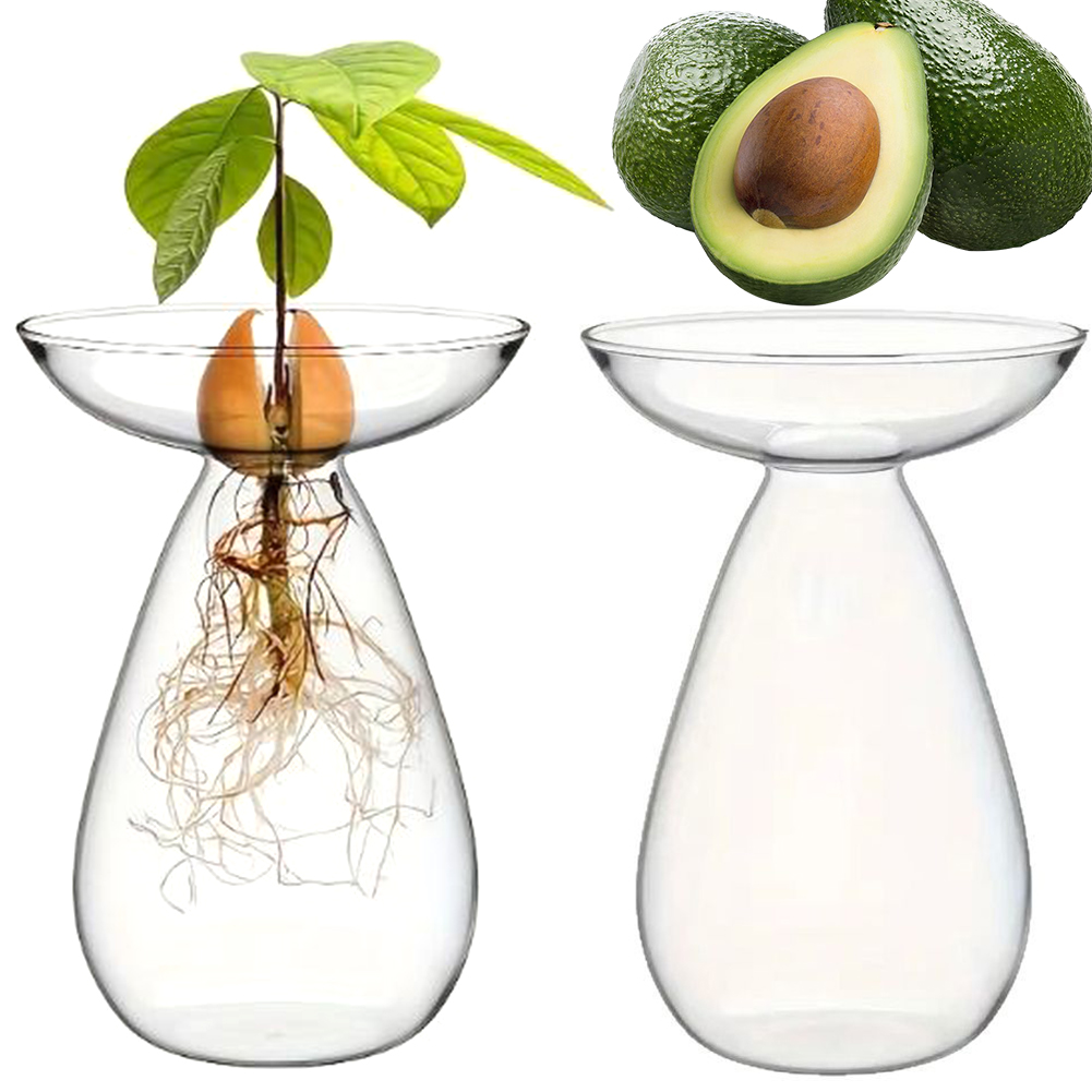 Avocado Seed Starter Hydroponi - Propagation Station Vase บทวิจารณ์และราคา