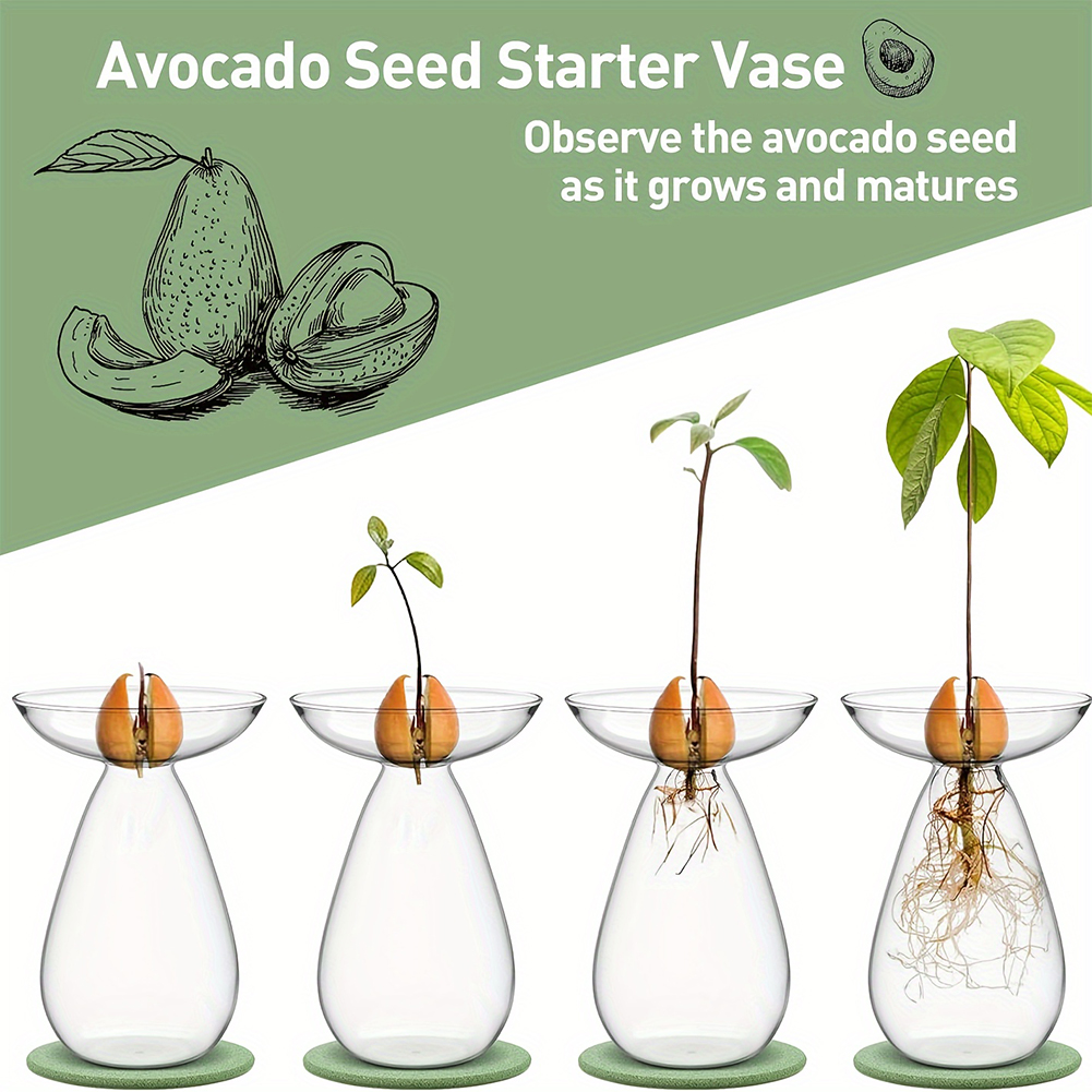 Avocado Seed Starter Hydroponi - Propagation Station Vase บทวิจารณ์และราคา