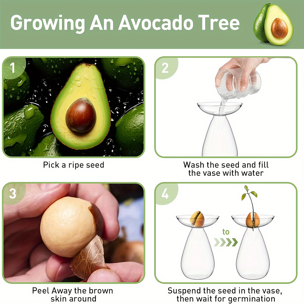 Avocado Seed Starter Hydroponi - Propagation Station Vase บทวิจารณ์และราคา