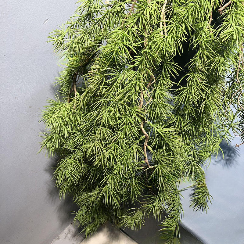New Pine Needle Vine Wall Hang - Sphagnum Moss Dry บทวิจารณ์และราคา