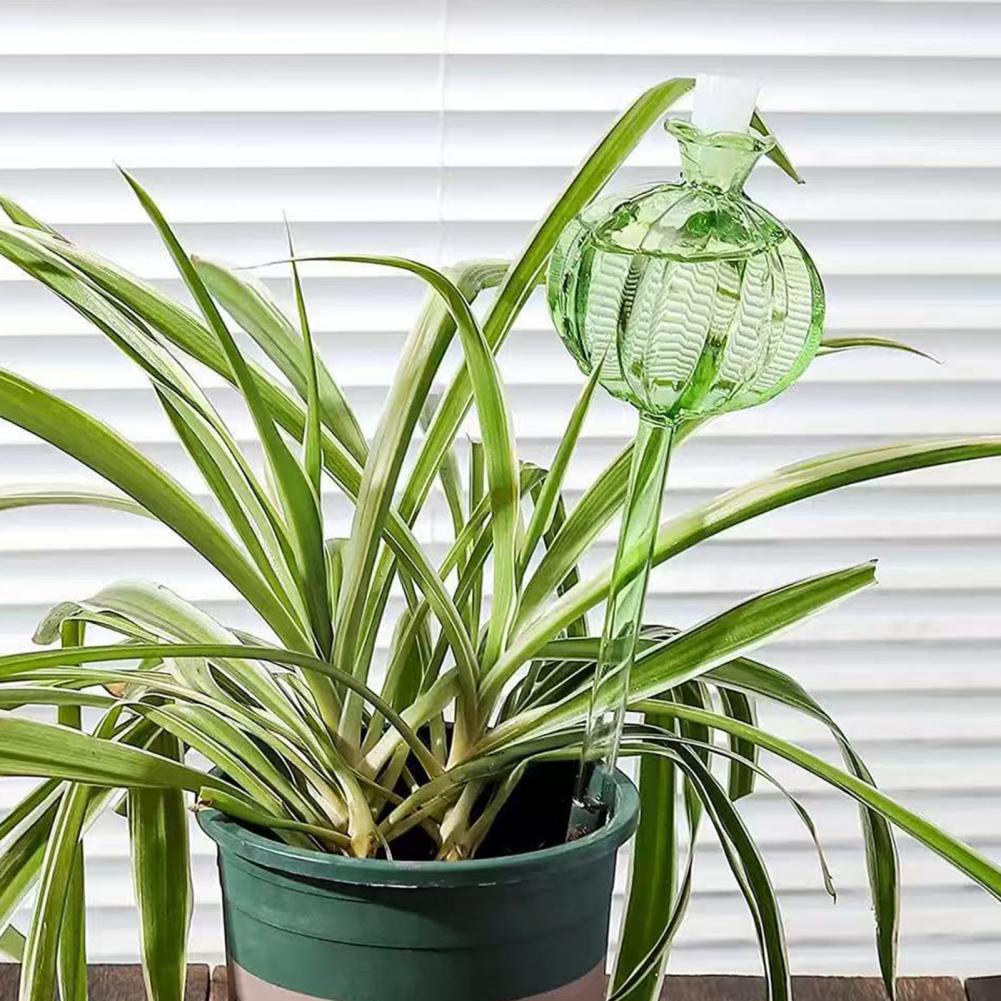 24cm Cactus Self Watering Bulb - Self Watering Insert บทวิจารณ์และราคา