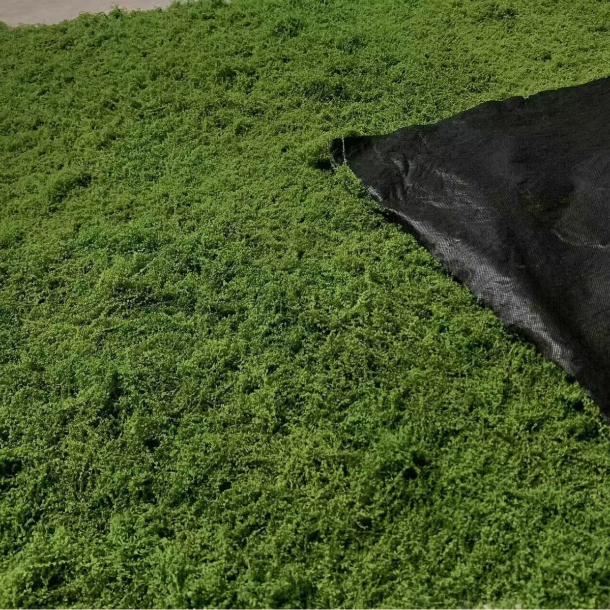 1*1m Fake Moss DIY Crafts Gras - Sphagnum Moss Dry บทวิจารณ์และราคา