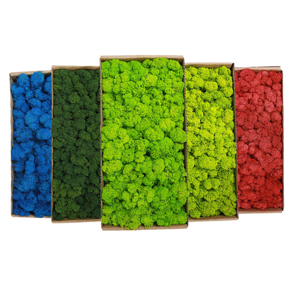 200g Artificial Green Plants M - Sphagnum Moss Dry บทวิจารณ์และราคา