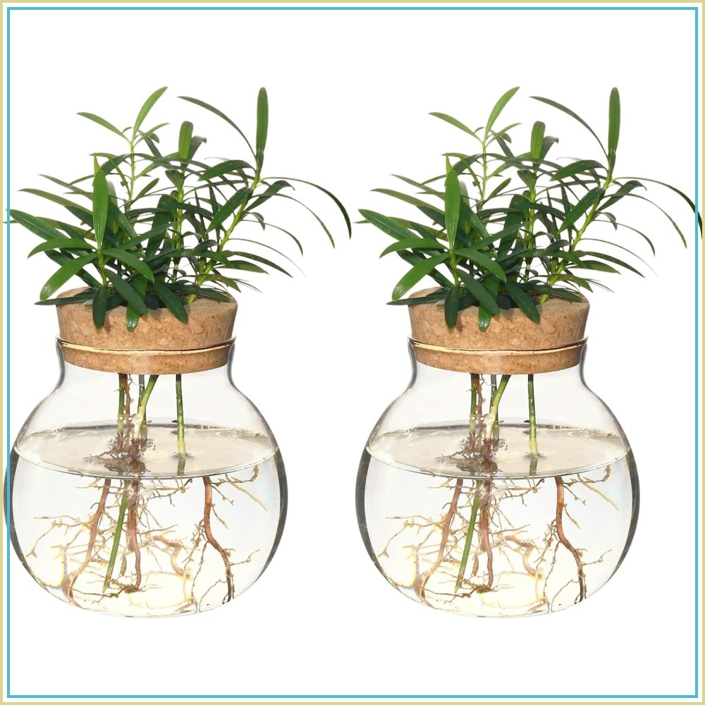 Hydroponic Plant Propagation S - Propagation Station Vase บทวิจารณ์และราคา