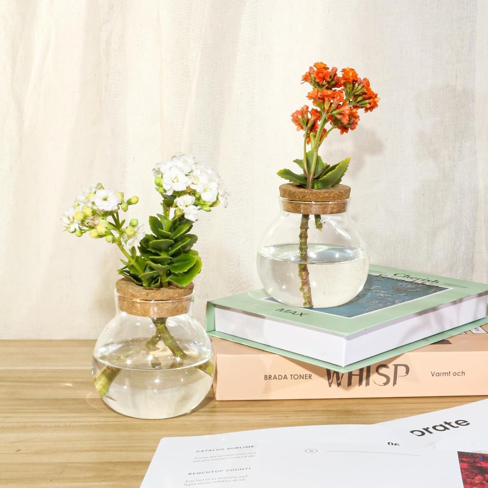 Hydroponic Plant Propagation S - Propagation Station Vase บทวิจารณ์และราคา