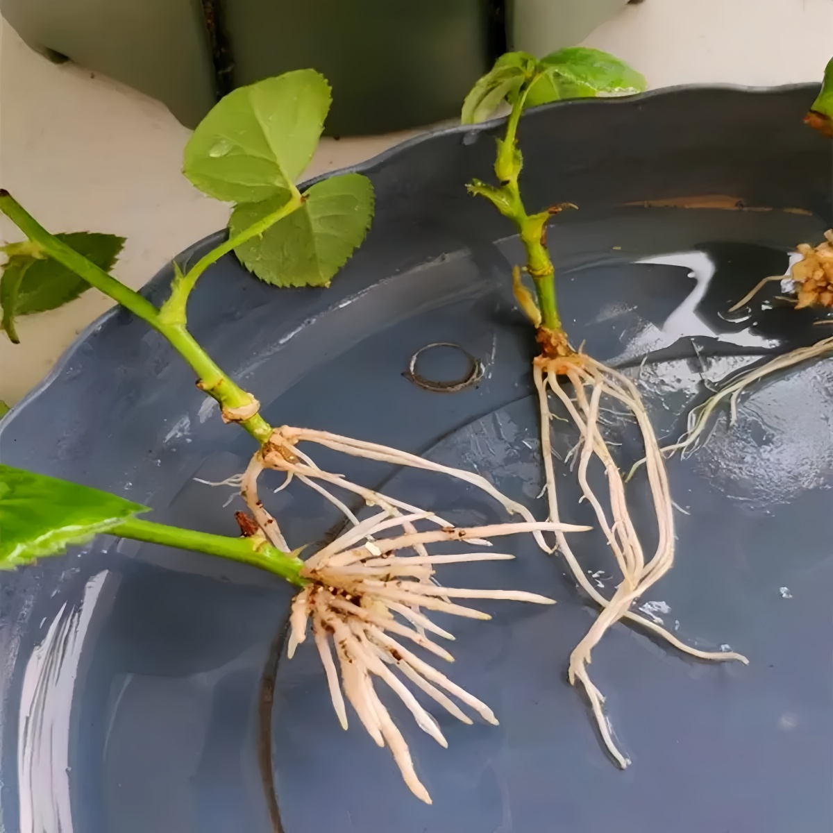 3-indoleacetic Acid IAA Auxina - Rooting Hormone Powder บทวิจารณ์และราคา