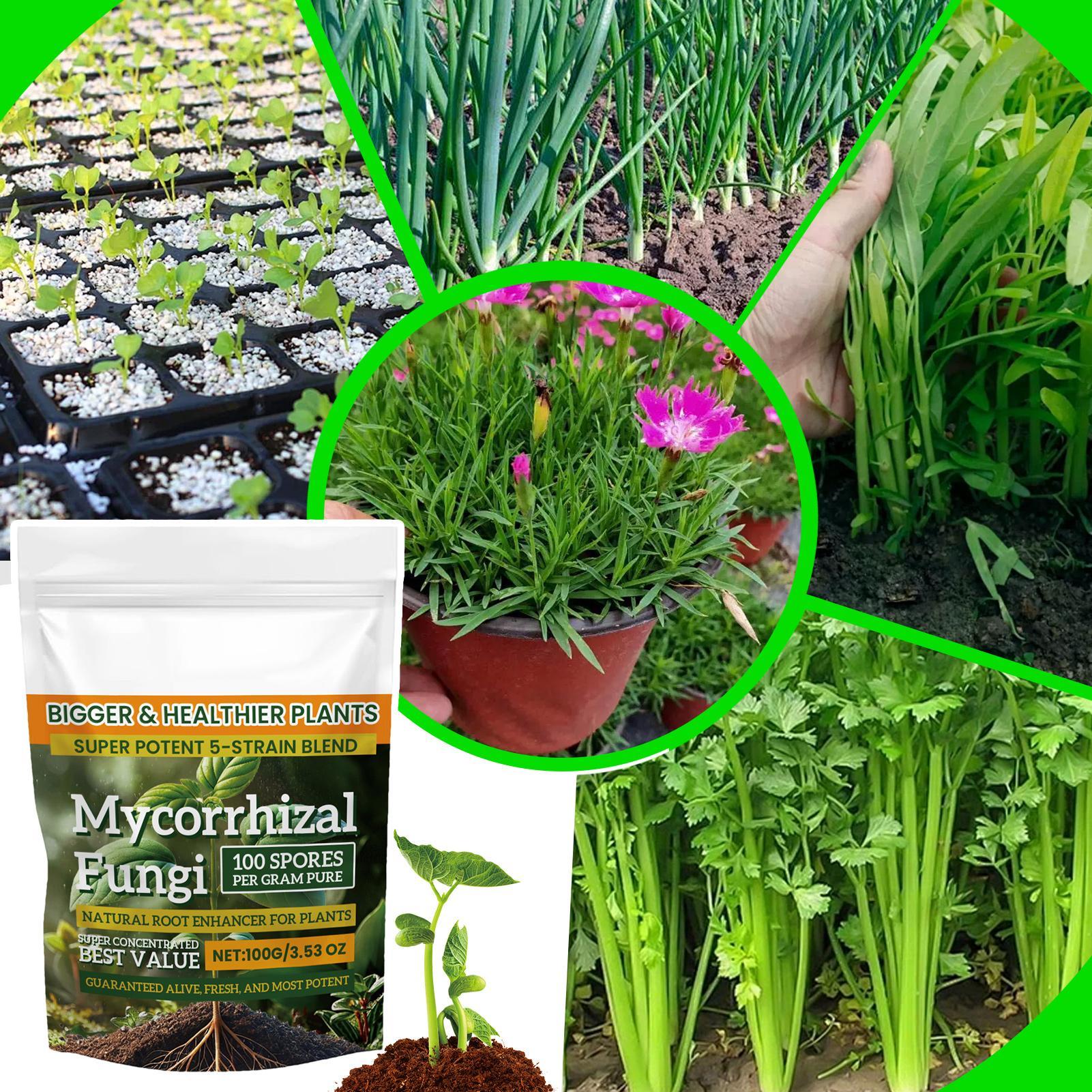 Plant Growth Enhancer Powder 1 - Rooting Hormone Powder บทวิจารณ์และราคา