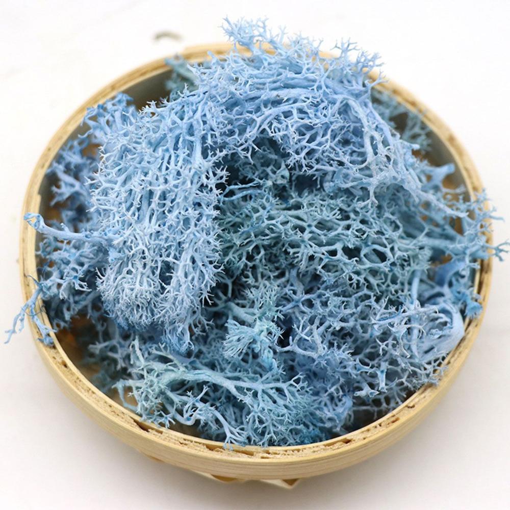 Colorful DIY Home Decor Christ - Sphagnum Moss Dry บทวิจารณ์และราคา