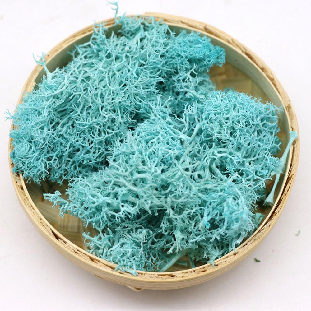 Colorful DIY Home Decor Christ - Sphagnum Moss Dry บทวิจารณ์และราคา