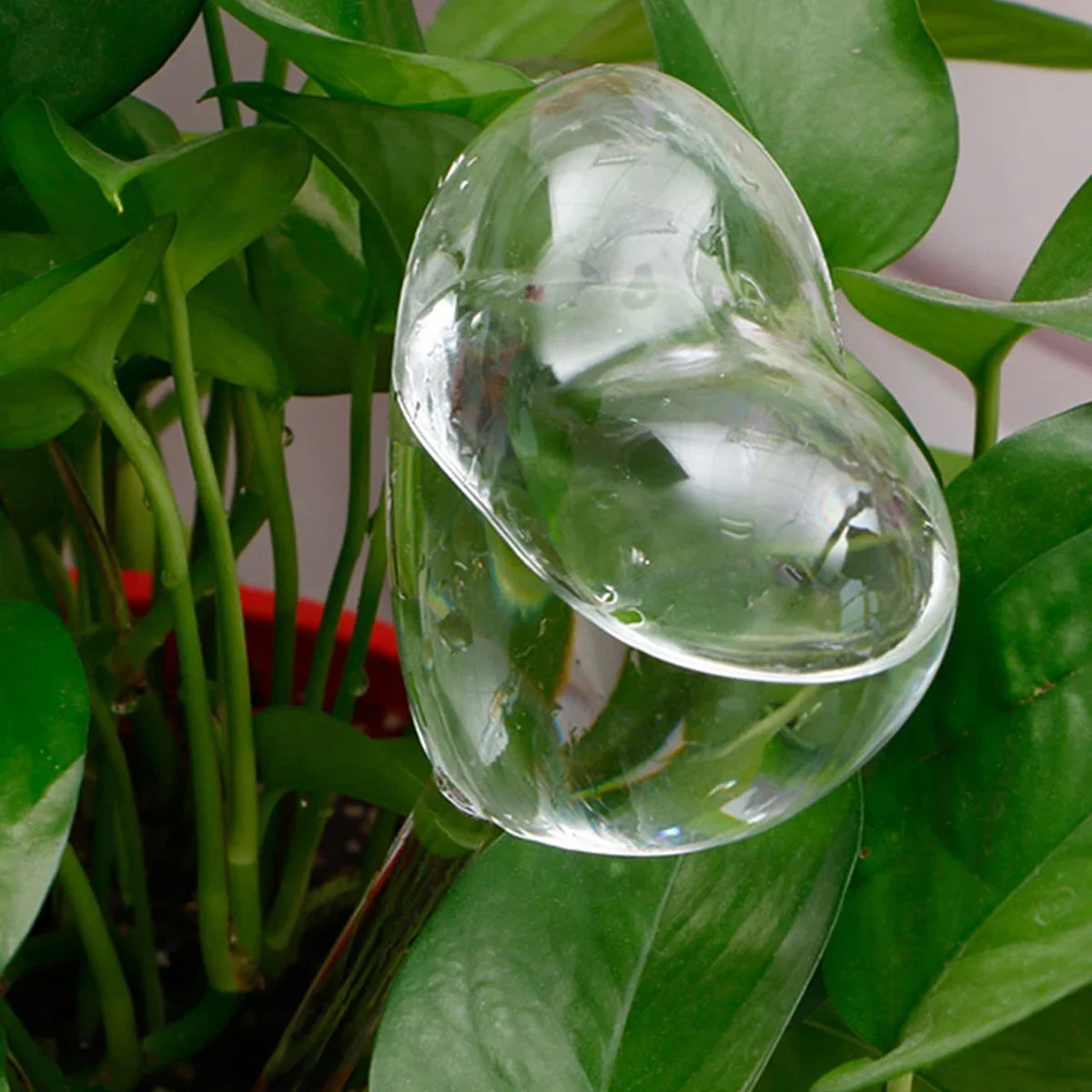 1pc Automatic Plant Watering B - Self Watering Insert บทวิจารณ์และราคา
