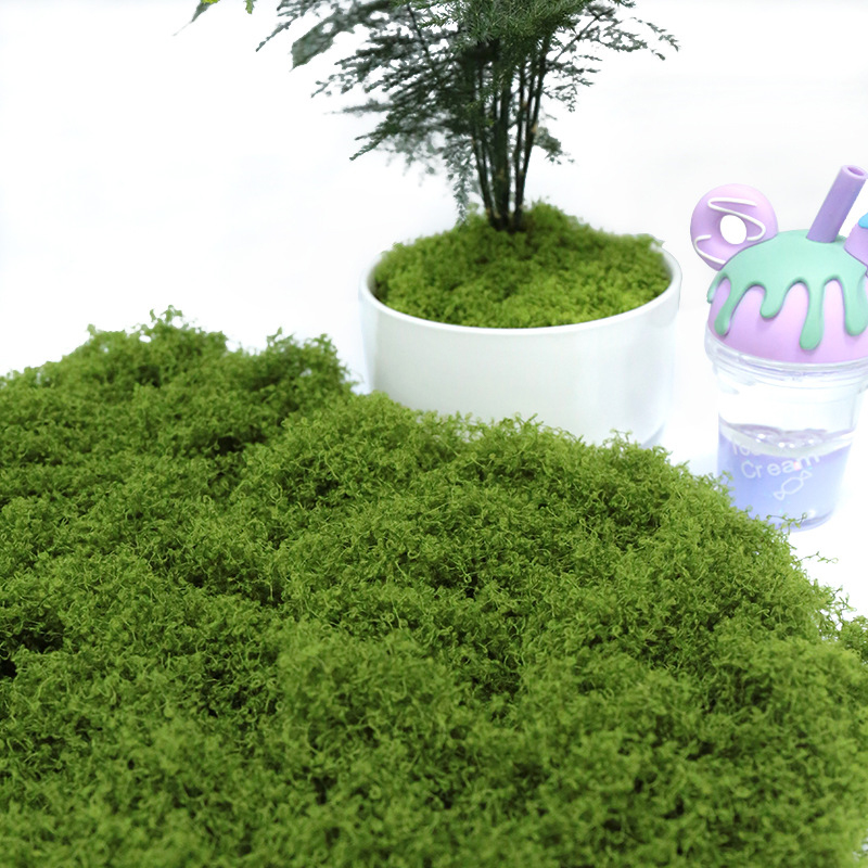 【P】50g Fake Moss DIY Crafts Gr - Sphagnum Moss Dry บทวิจารณ์และราคา