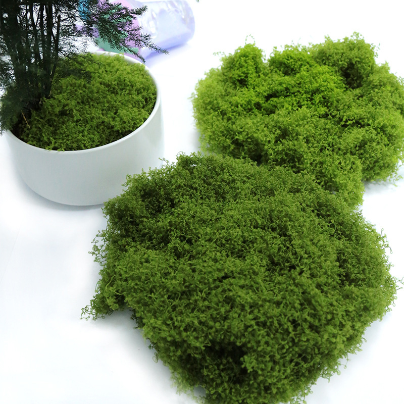【P】50g Fake Moss DIY Crafts Gr - Sphagnum Moss Dry บทวิจารณ์และราคา