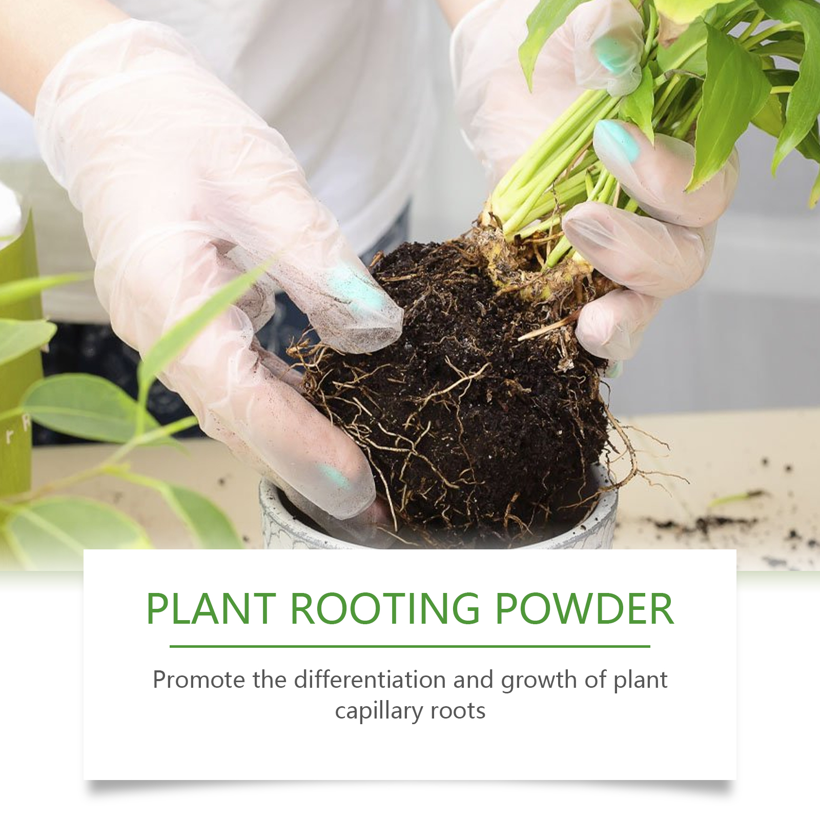 100g Plant Rooting Powder for  - Rooting Hormone Powder บทวิจารณ์และราคา