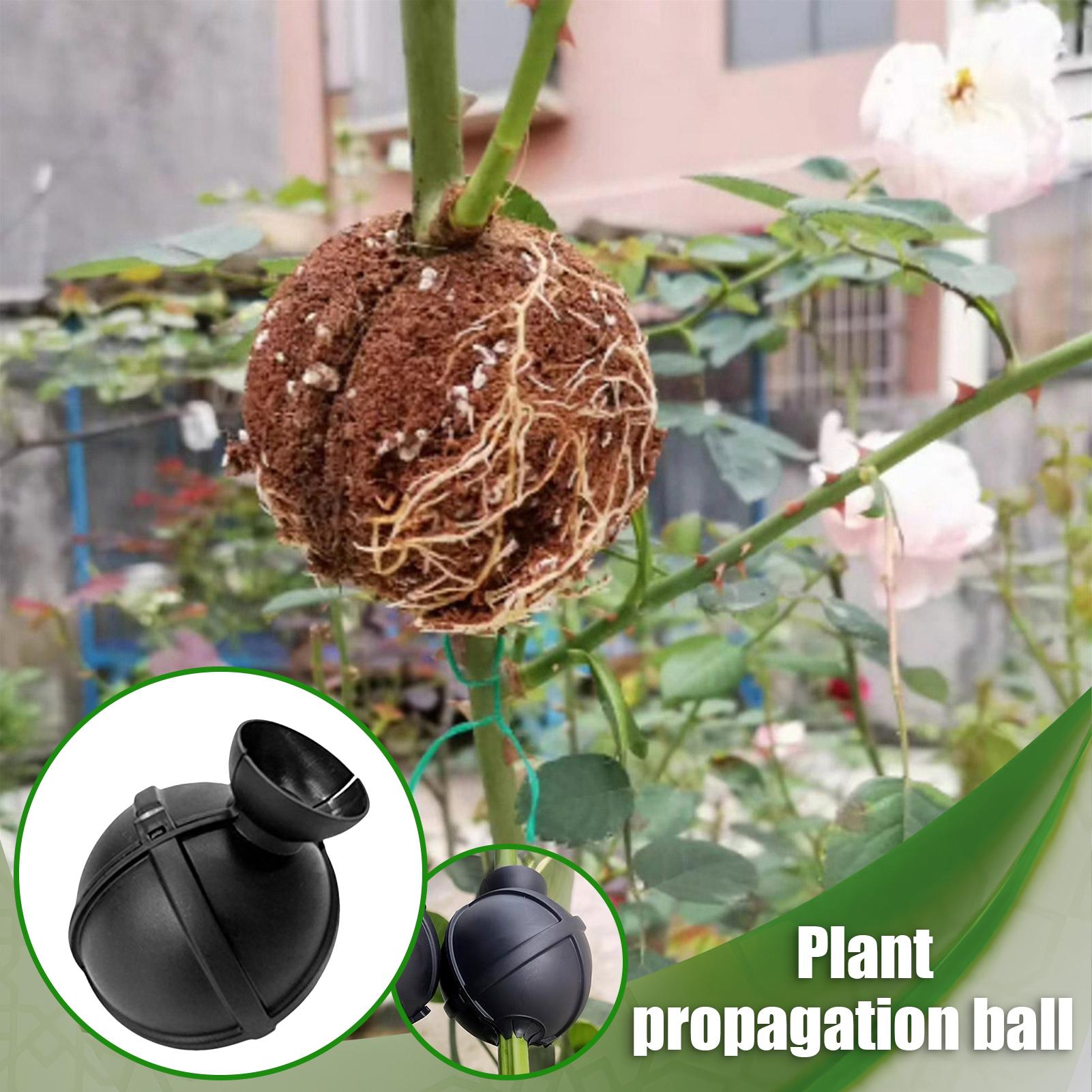 Garden Orchard Plants Grafting - Rooting Gel Clone บทวิจารณ์และราคา